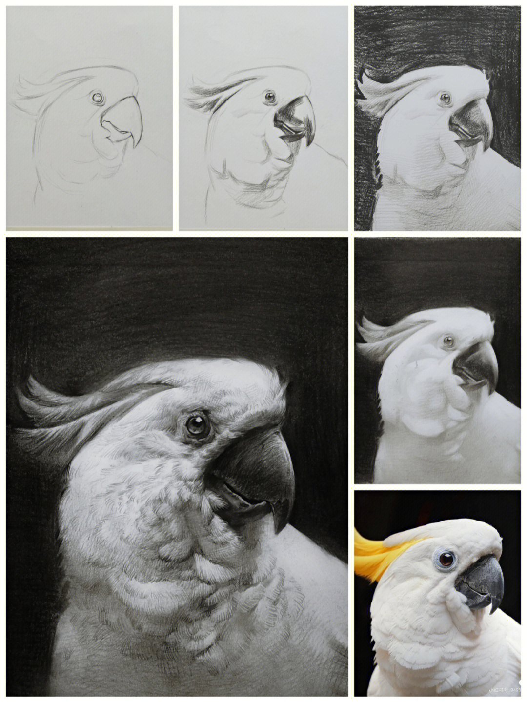 素描鹦鹉的画法步骤图片