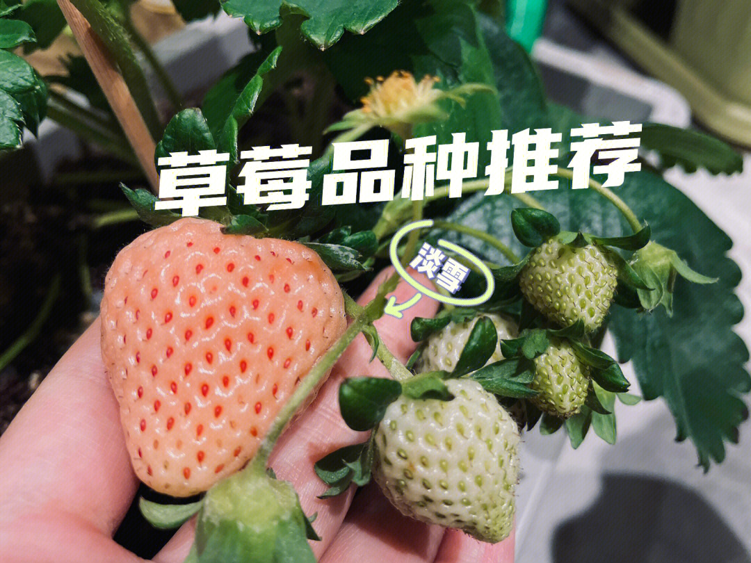 草莓种类品种图片