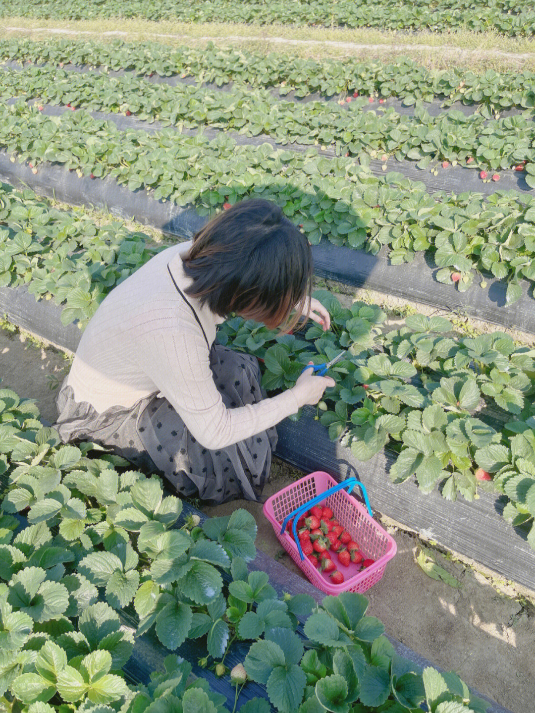 湛江草莓采摘园图片