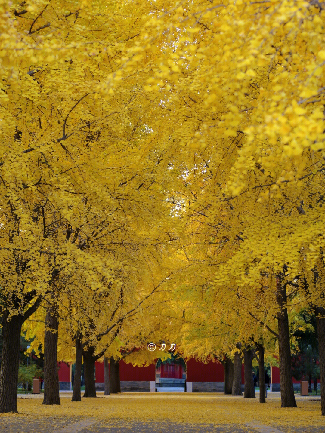 99进入深秋,北京能看银杏的地方逐渐减少,中山公园却迎来了一年中
