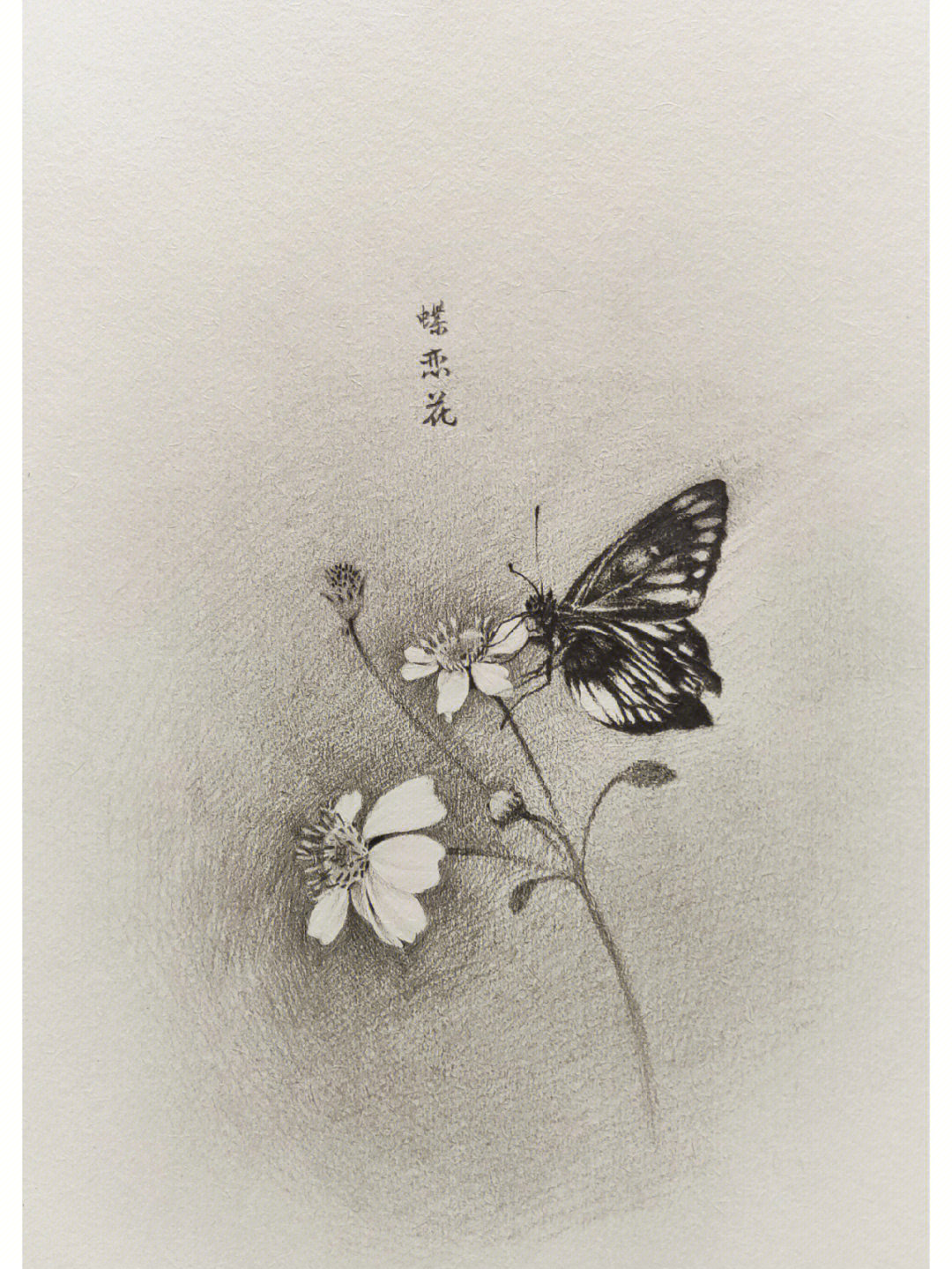 蝴蝶简笔画 素描图片