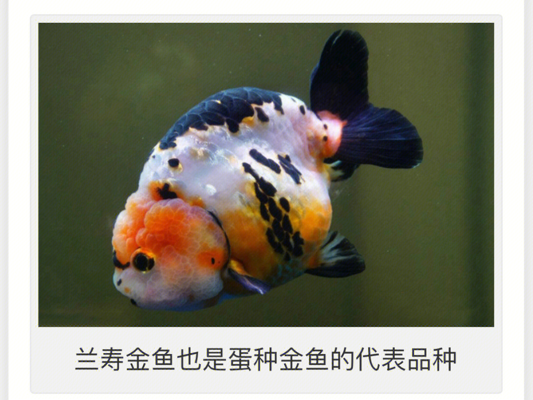 在日本被称作金鱼之王的蛋种金鱼兰寿