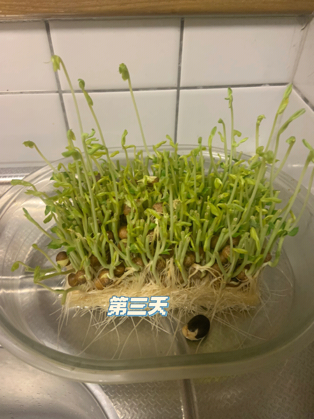 绿豆生长第三天图片