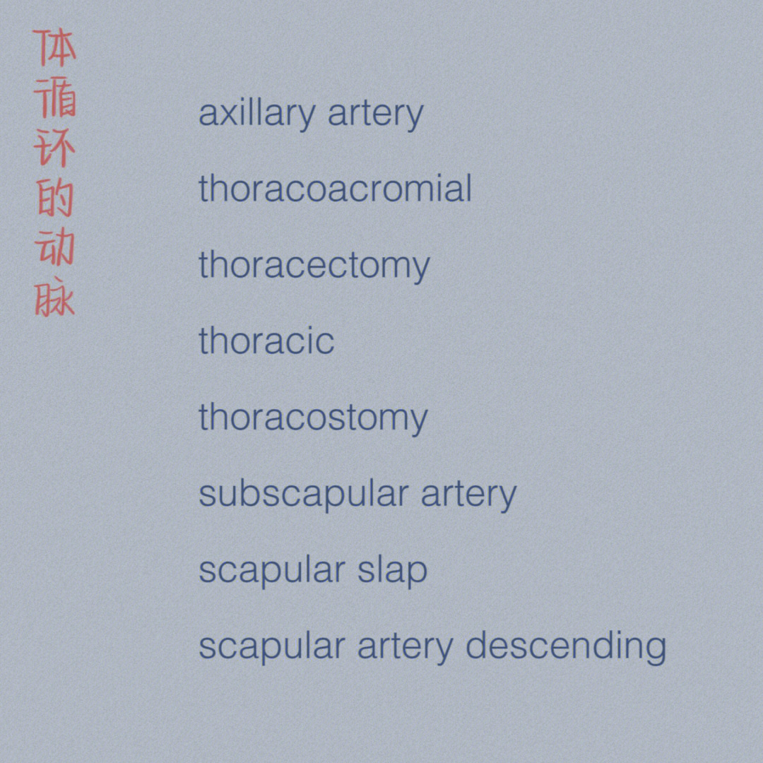 scapular spine图片