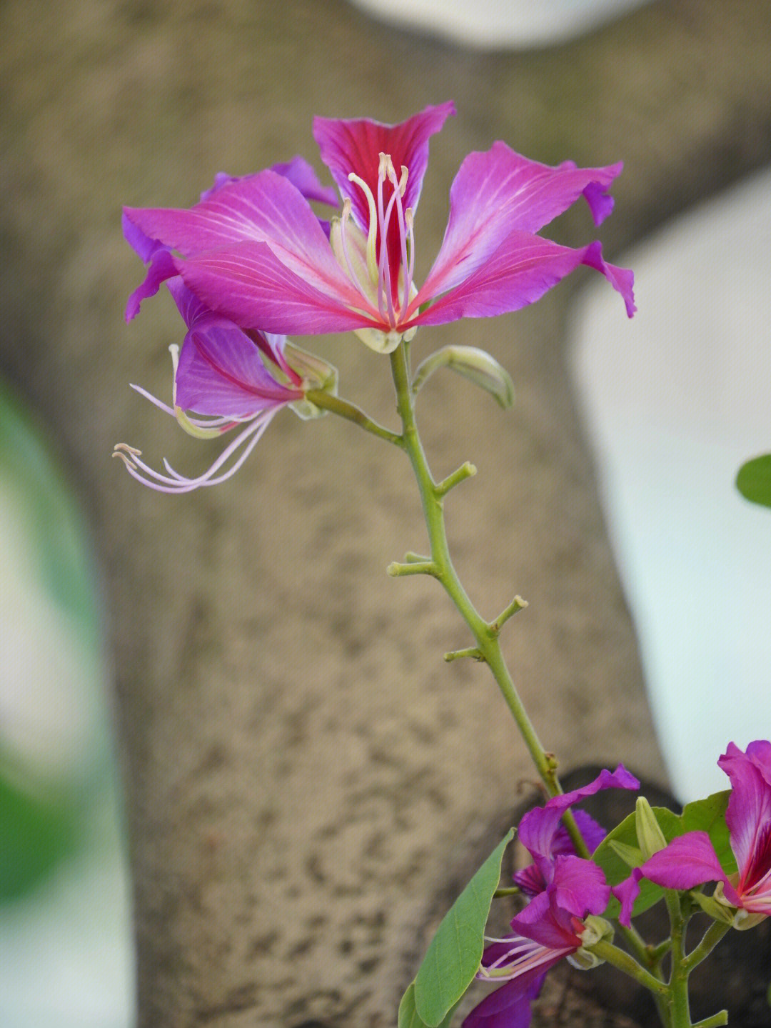 紫荆花画画素材