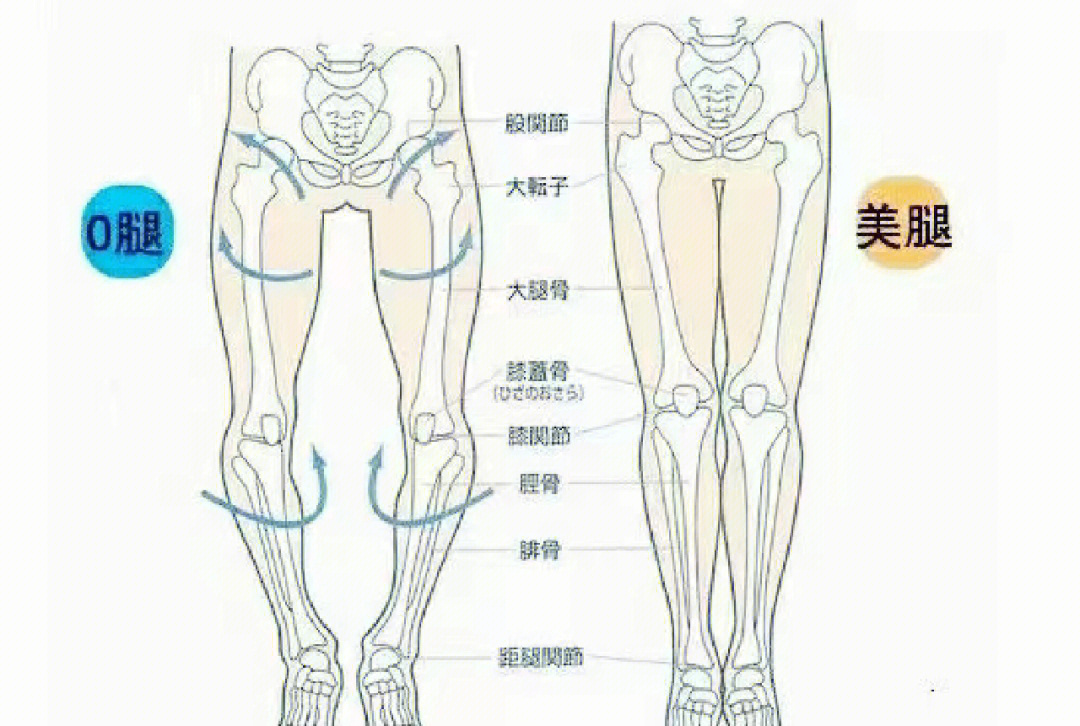 大腿外展和外旋图解图片