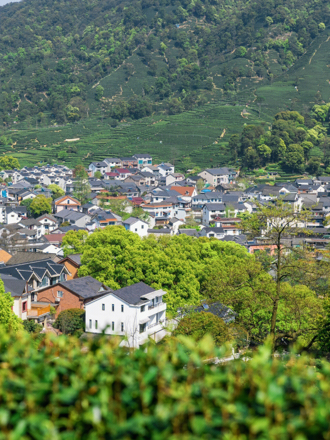 梅家坞在哪里图片