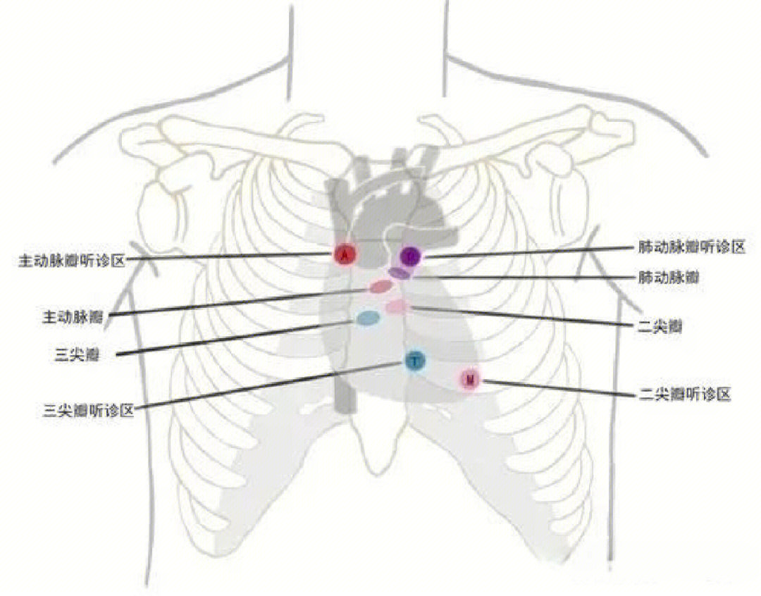 肺动脉瓣听诊区的位置图片