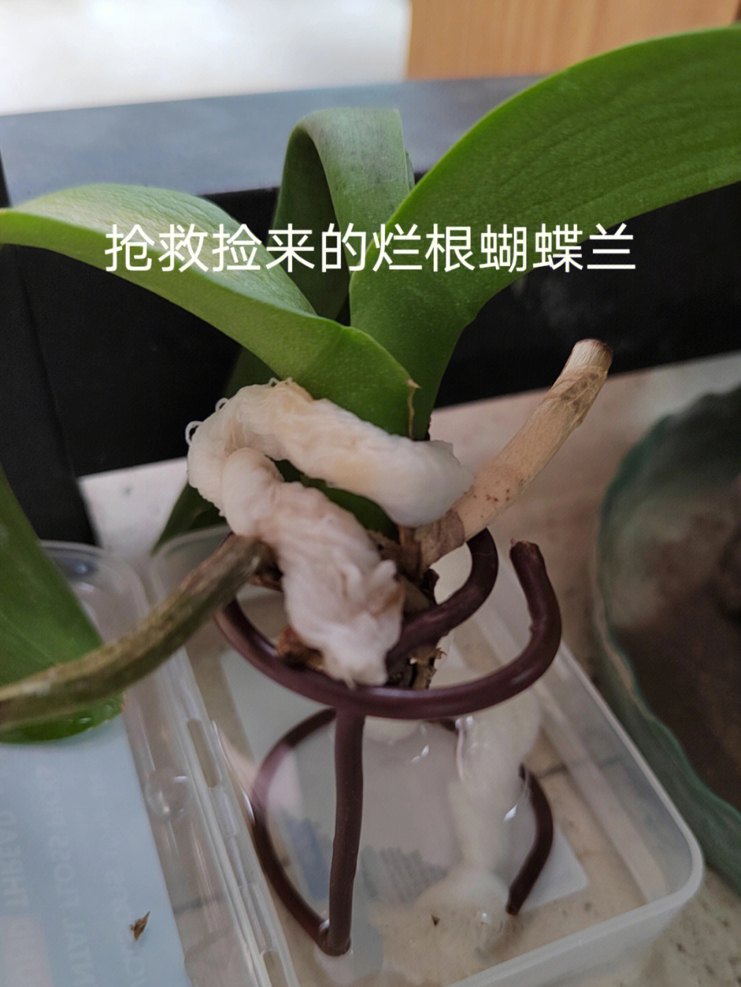 蝴蝶兰水培生根与高芽