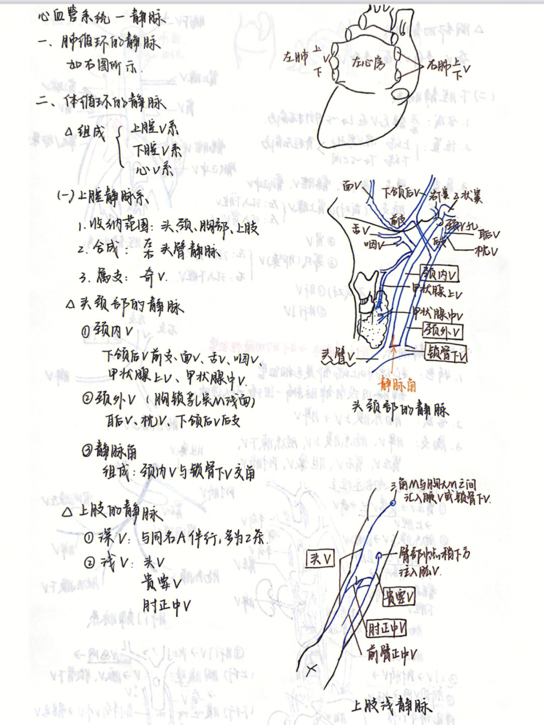 静脉知识点结构图图片