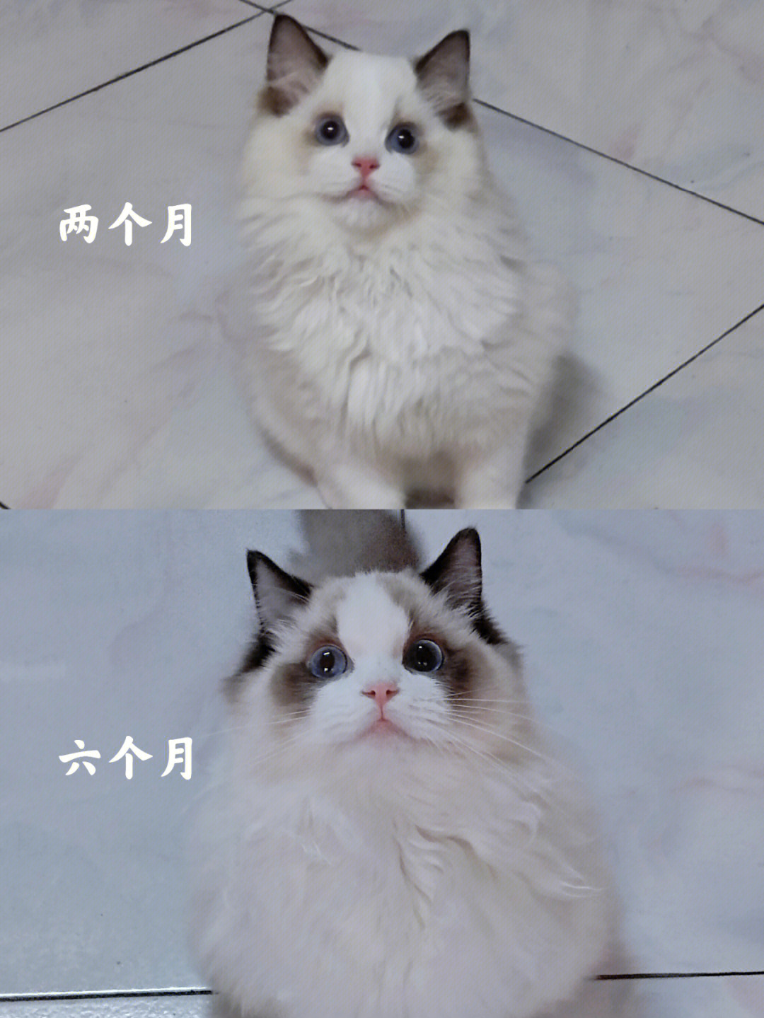 布偶猫的成长蜕变图图片