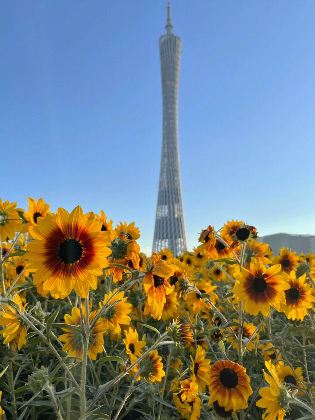 广州海心沙2022春节图片