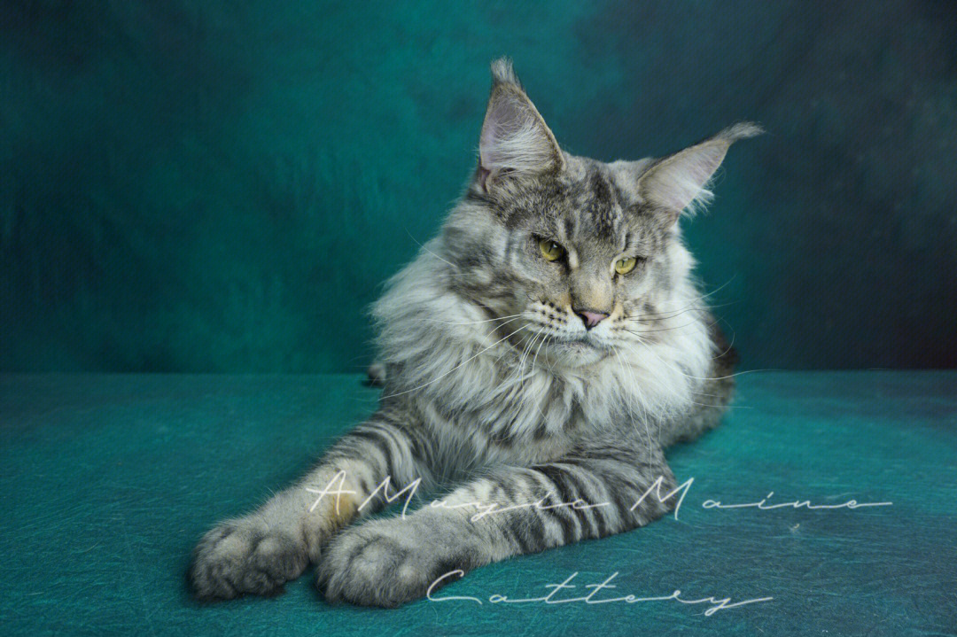 缅因猫体长标准图片