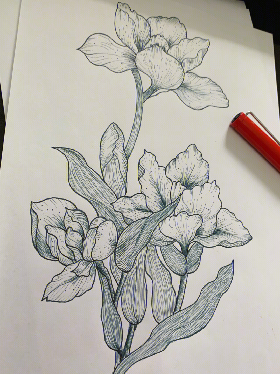 钢笔线描花卉