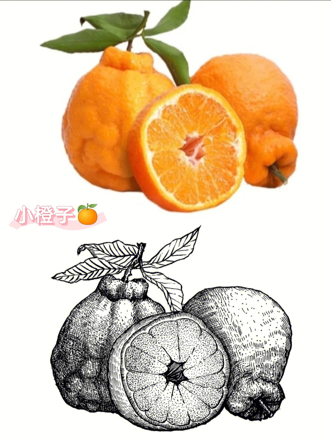 丑橘写生水果线描写生黑白线描画原创