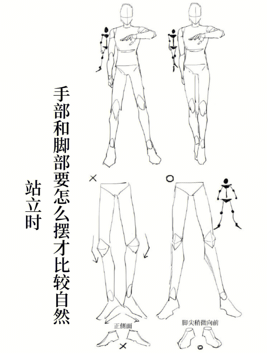 分享一组站立时的人体结构素材