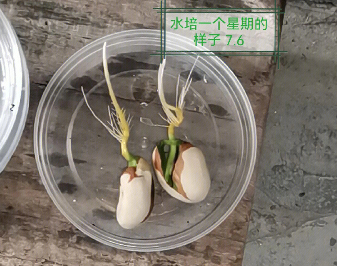 菠萝蜜核 水培图片