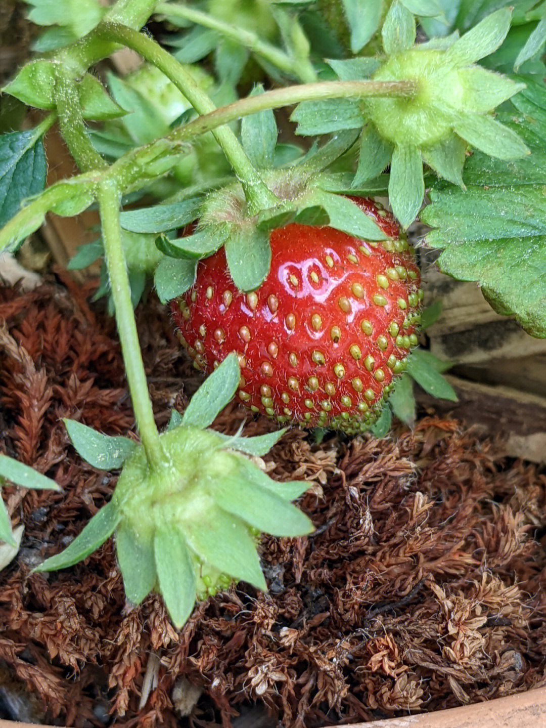 我种的草莓红了