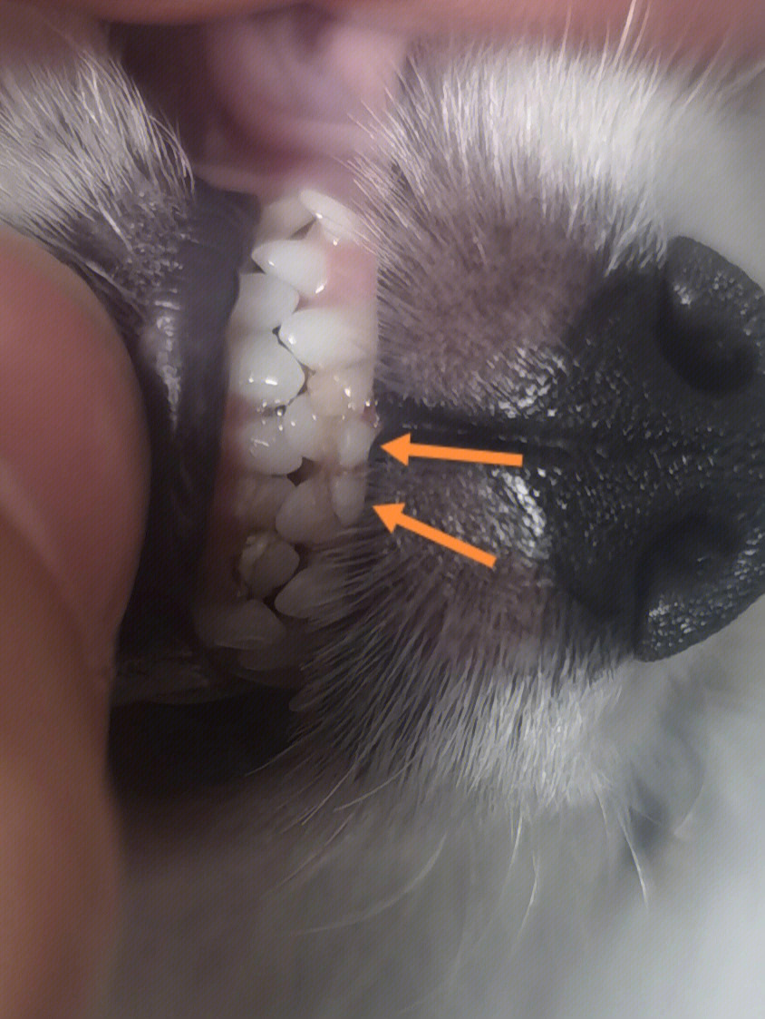 博美的牙齿分布图片