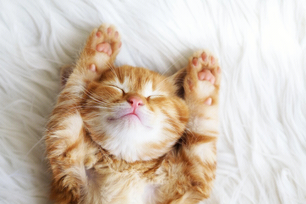 宠物睡眠猫睡觉时会发生什么