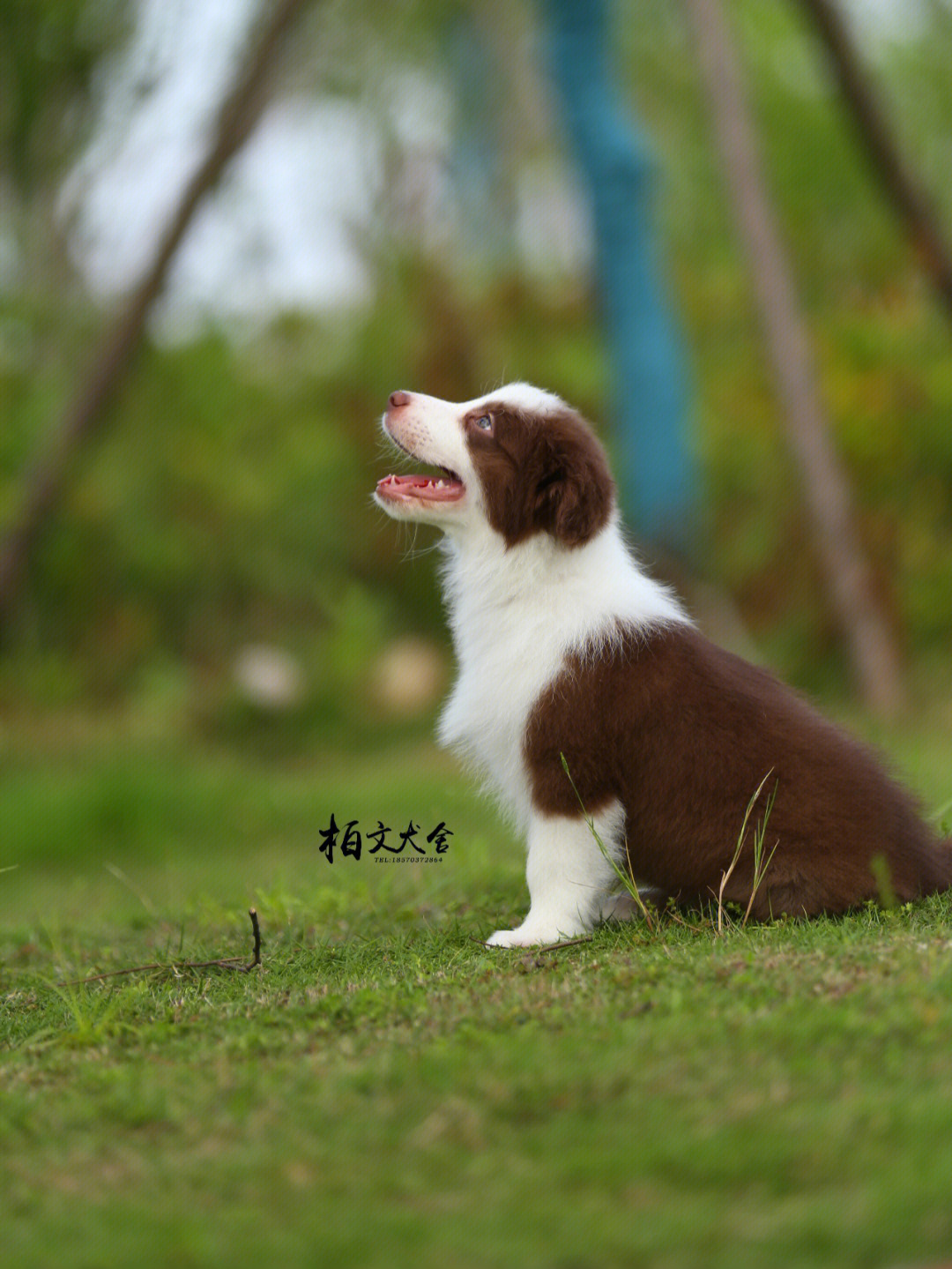 边牧幼犬新家岳阳取名伯爵