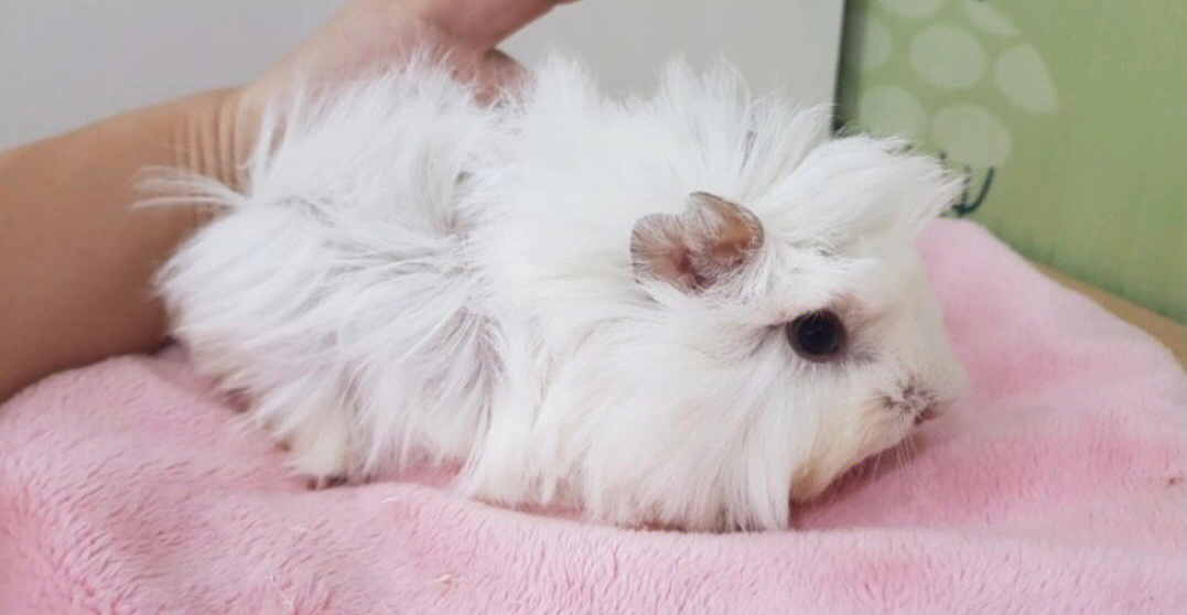 韩国10月三只长毛荷兰猪宝宝可以领养了