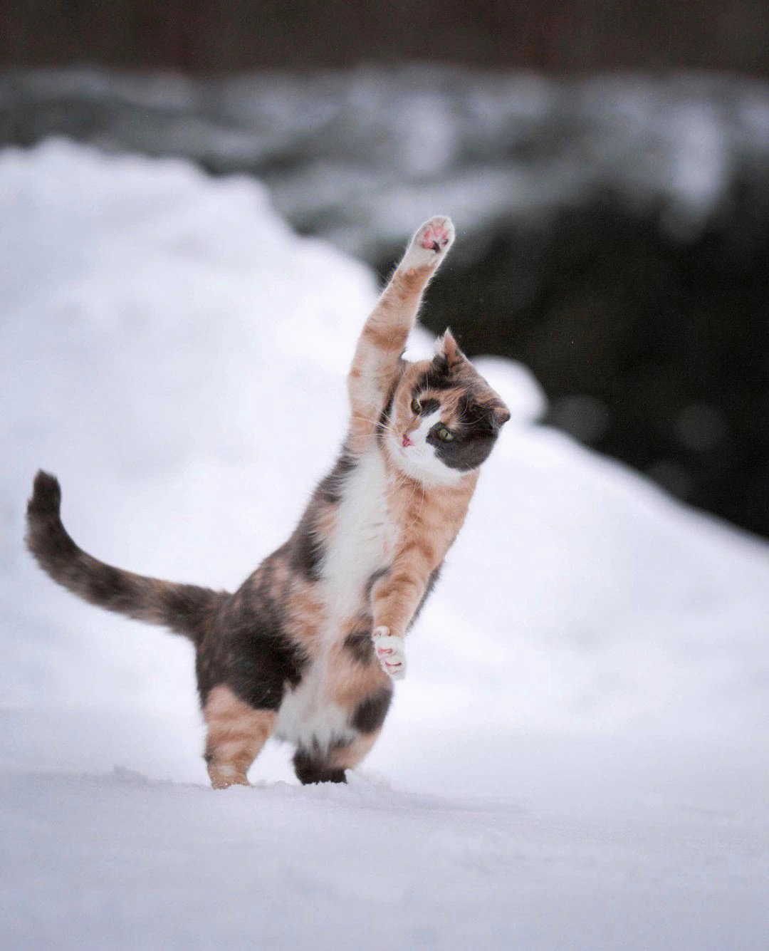 雪地里的小花猫