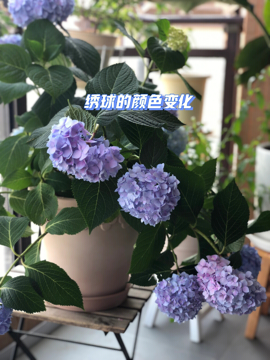 绣球花的变化过程图片