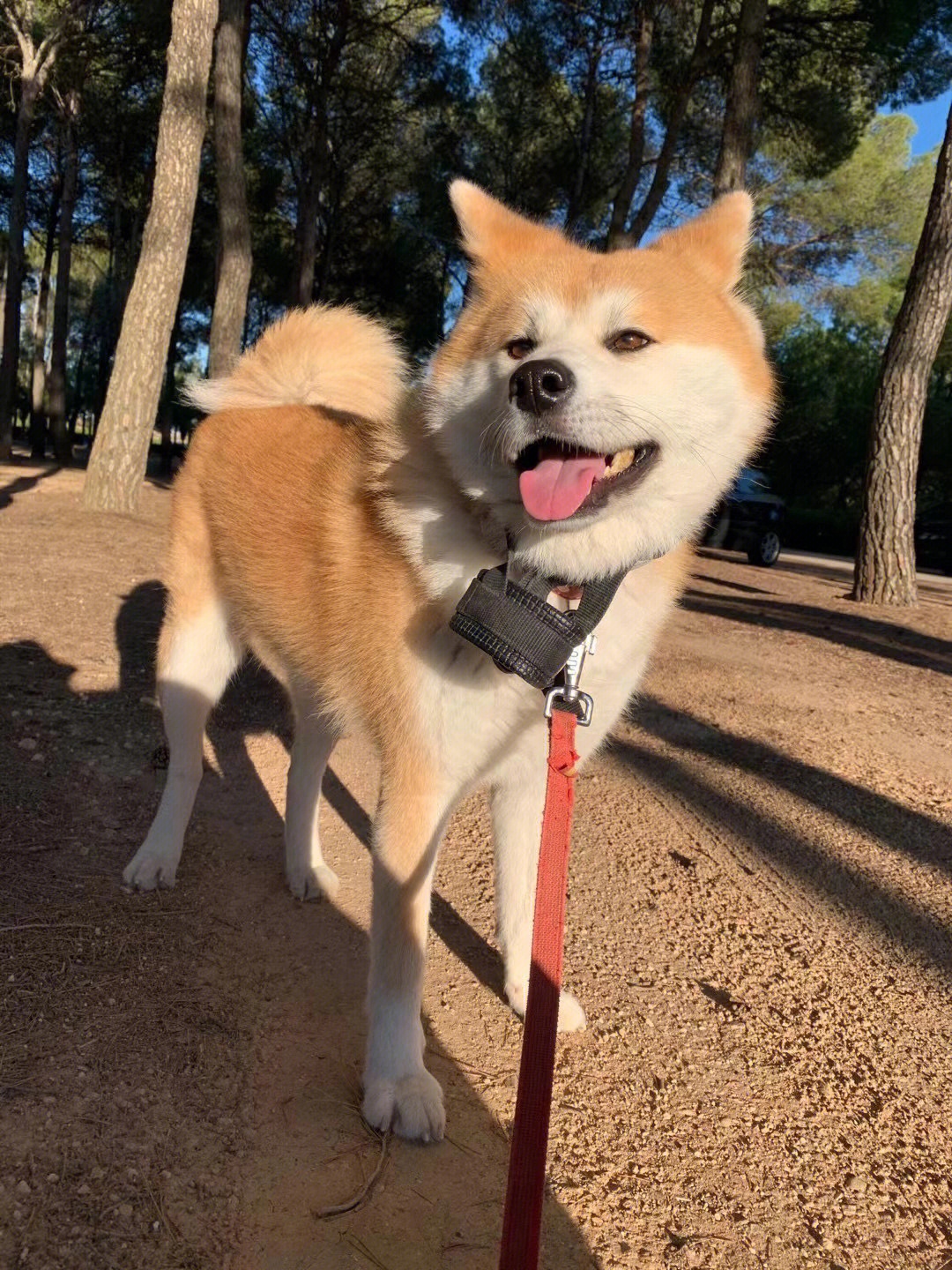 日本名犬图片大全名字图片