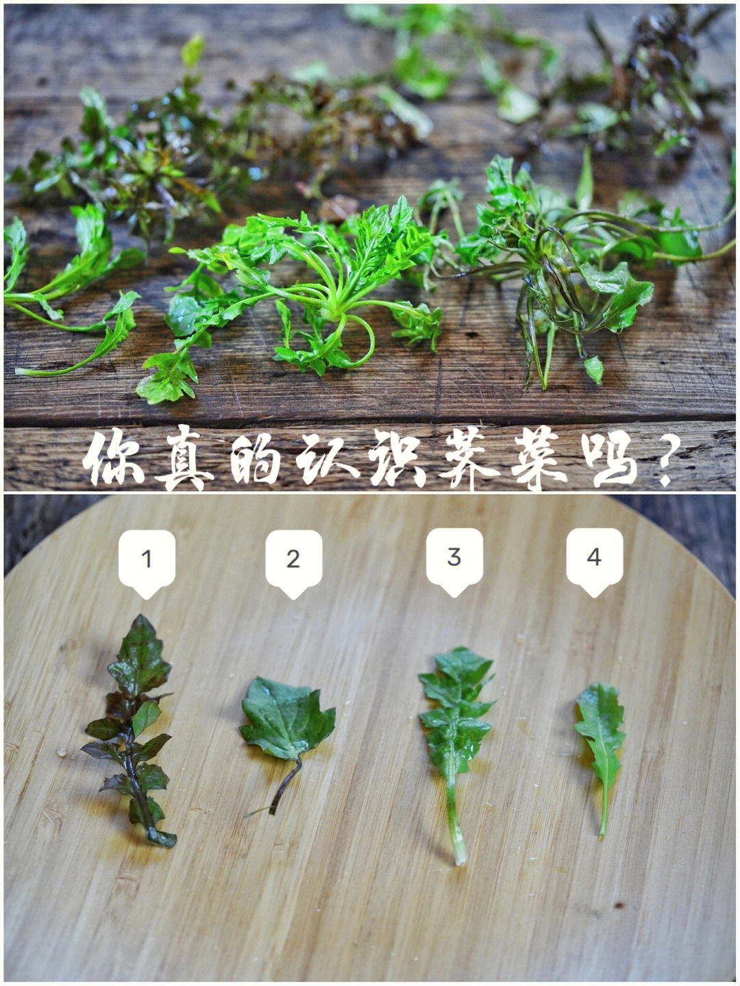 看完就认识荠菜,五种荠菜做法