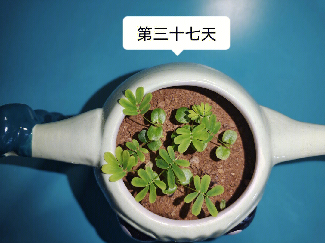 害羞草植物记录卡图片