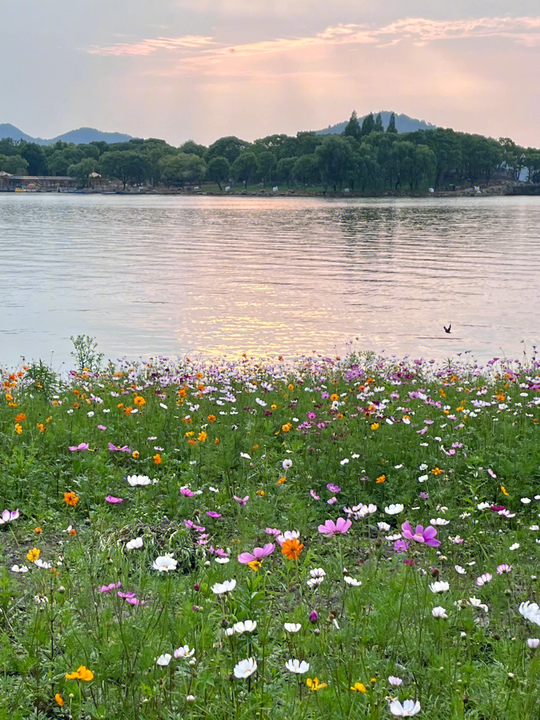 宁波东钱湖花海图片