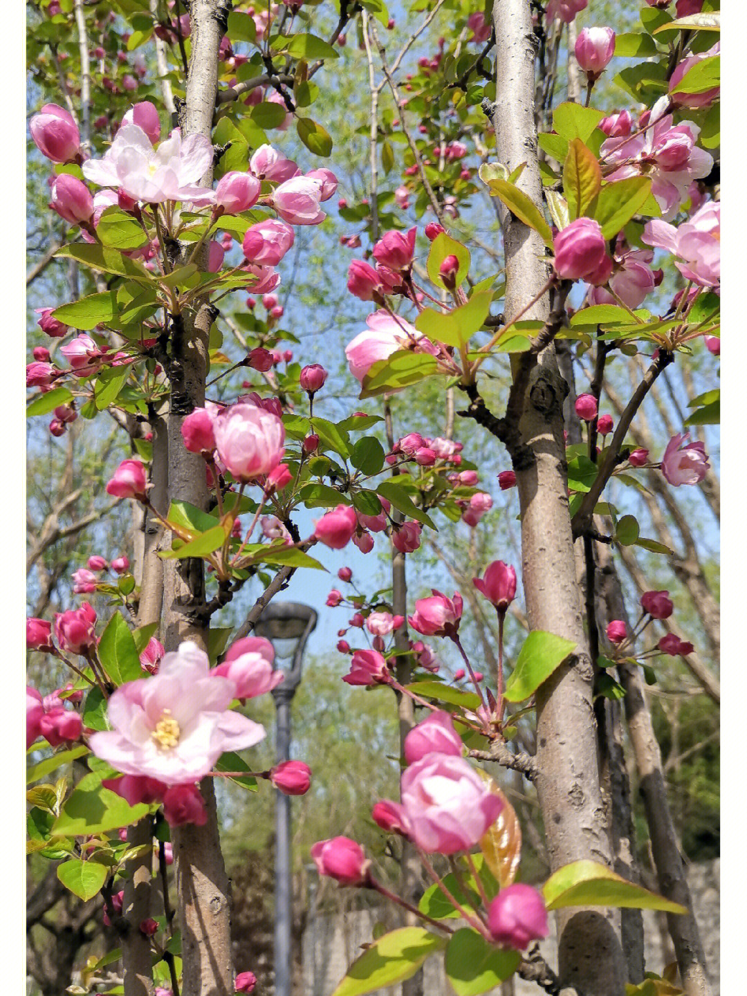 春天里的花