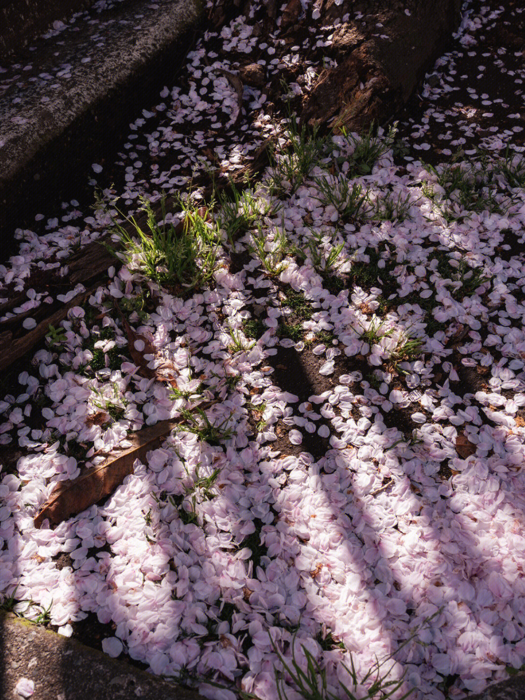 樱花的介绍花瓣图片