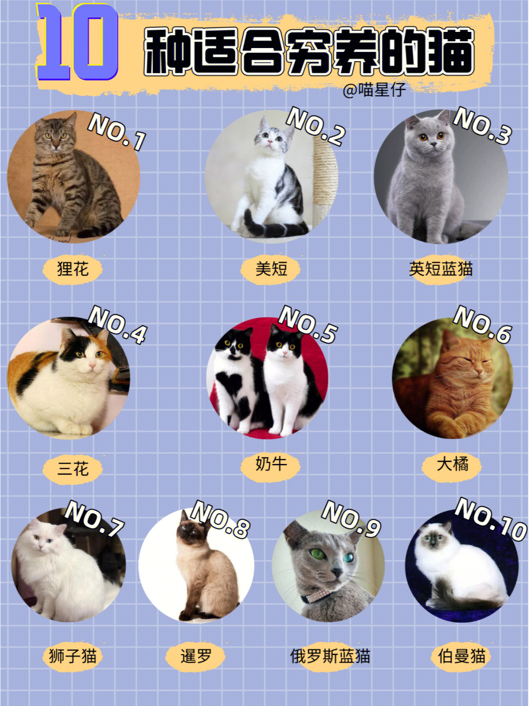 各种猫的品种报价表图片