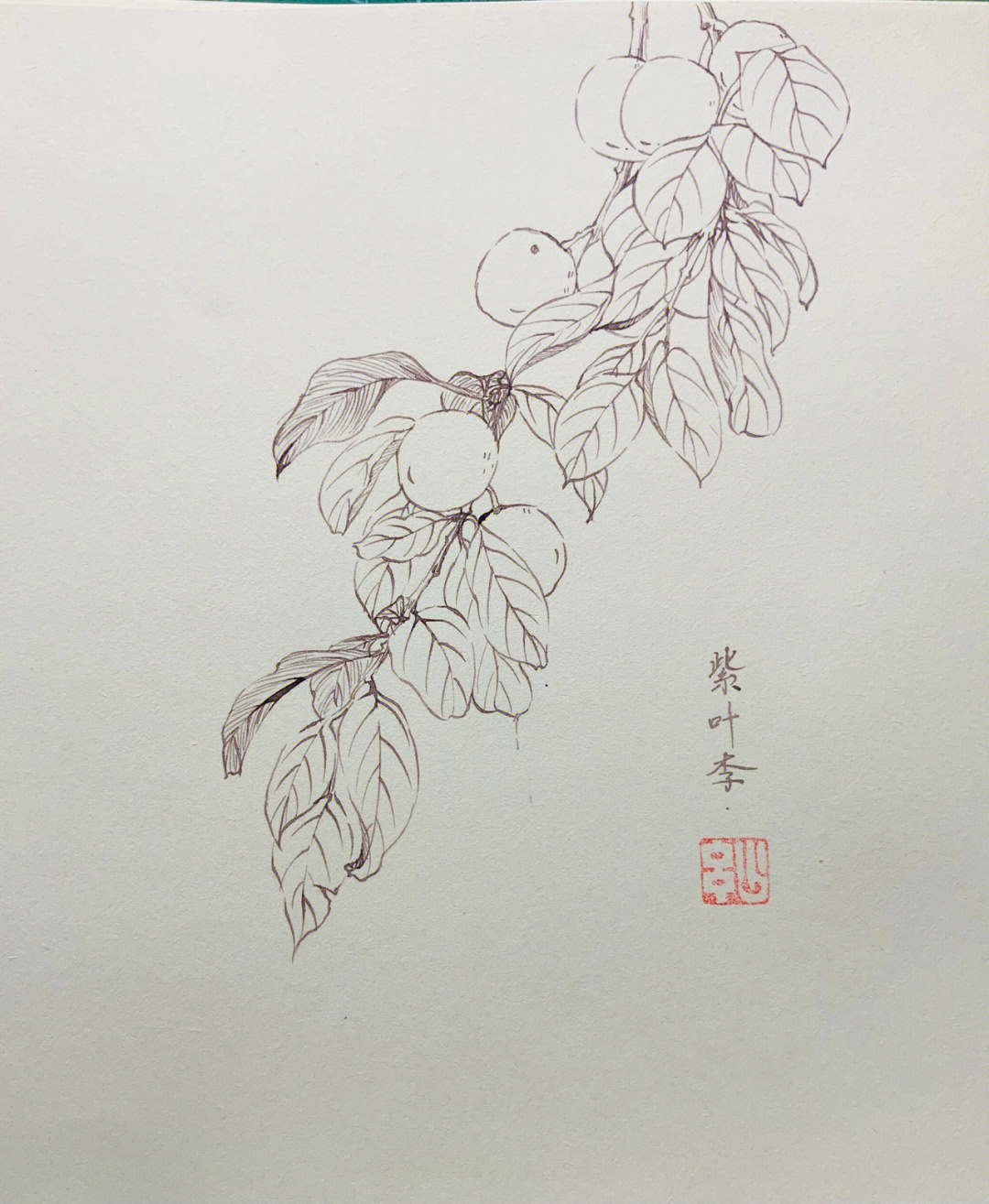 紫叶李绘画图片