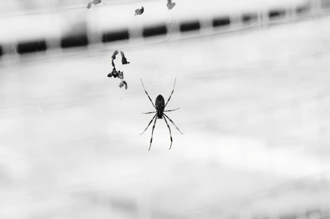 一只蜘蛛从网上垂下来图片