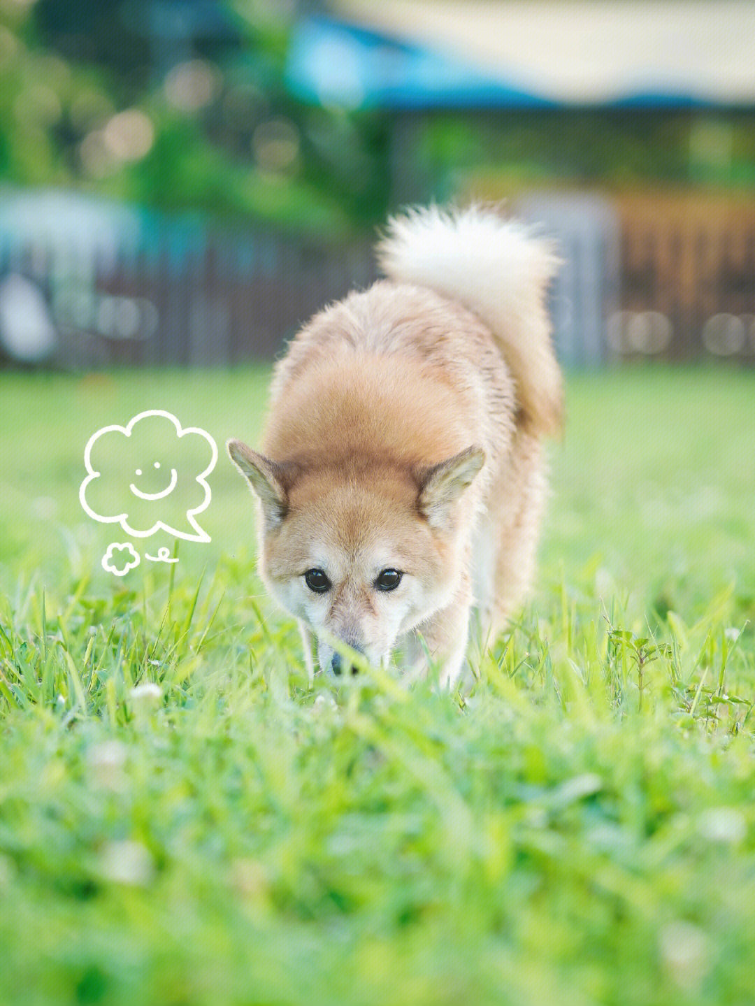 柴犬像狐狸图片