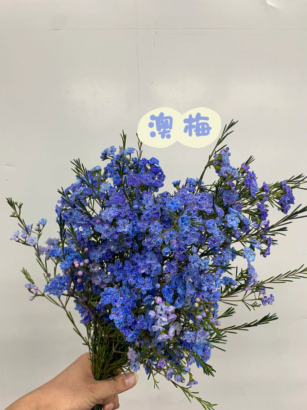 澳洲腊梅