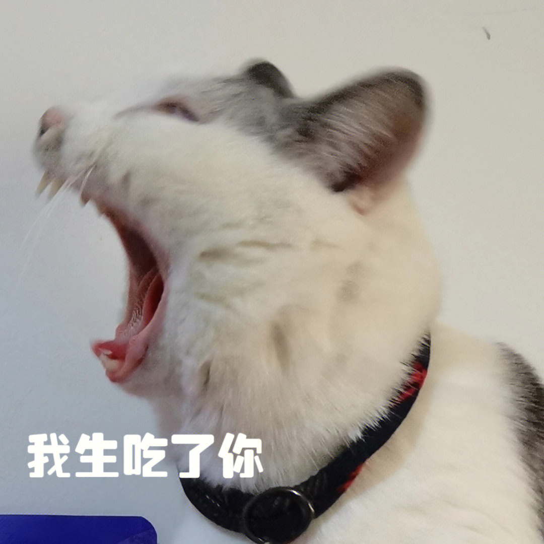 doge猫头图片