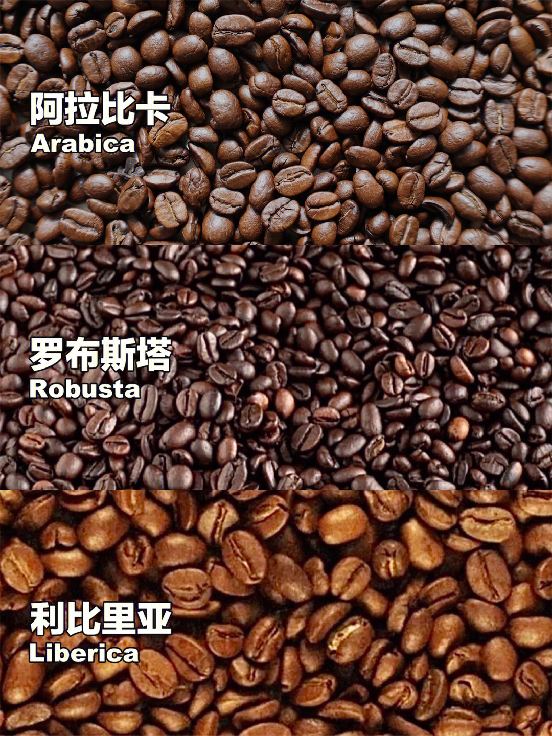 类:阿拉比卡种(arabica,罗布斯塔种(robusta,利比瑞卡种(liberica)