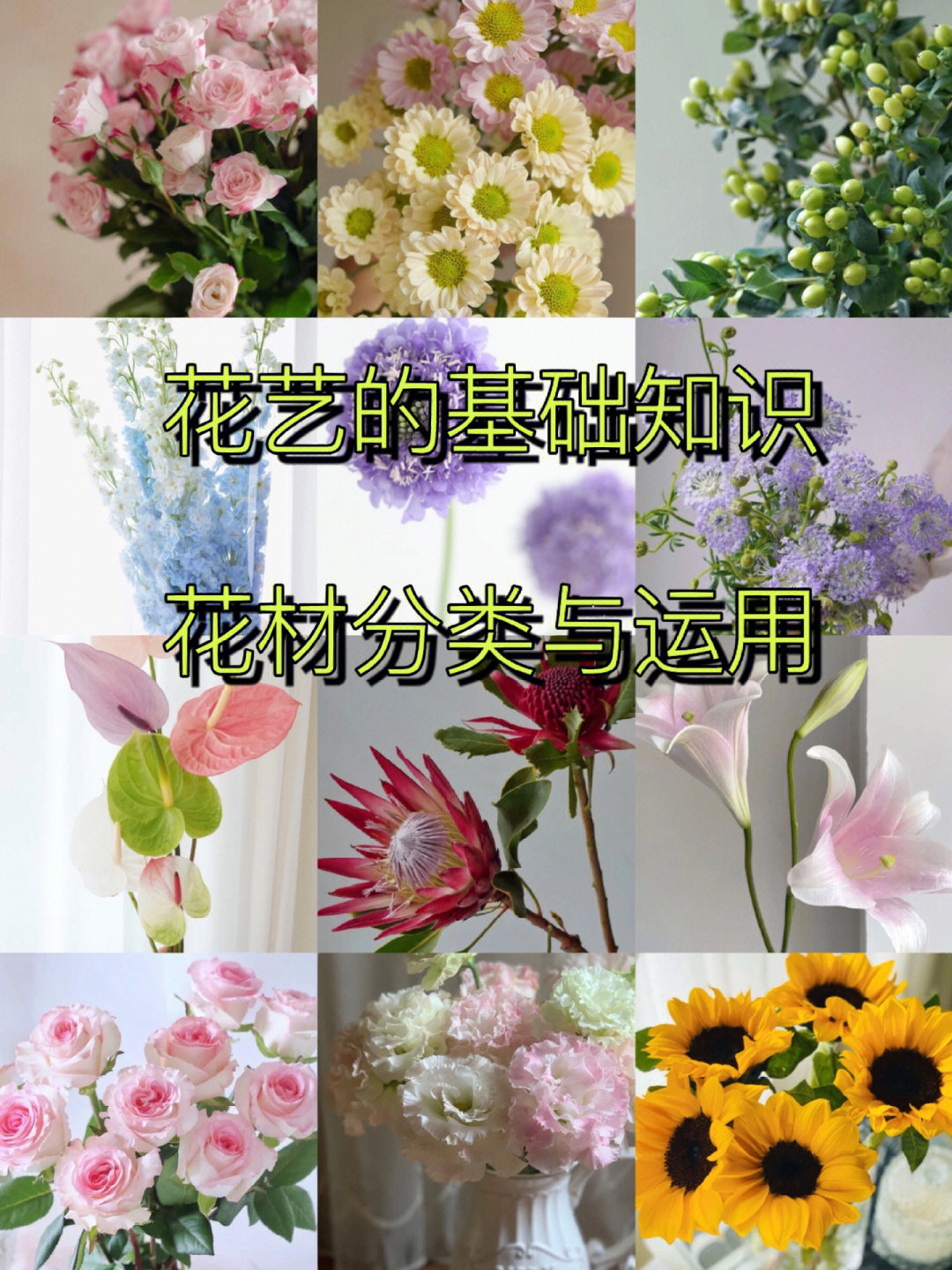 团状花材50种图片