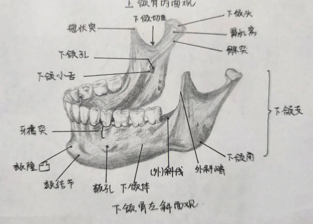 口腔颌面部骨上下颌骨