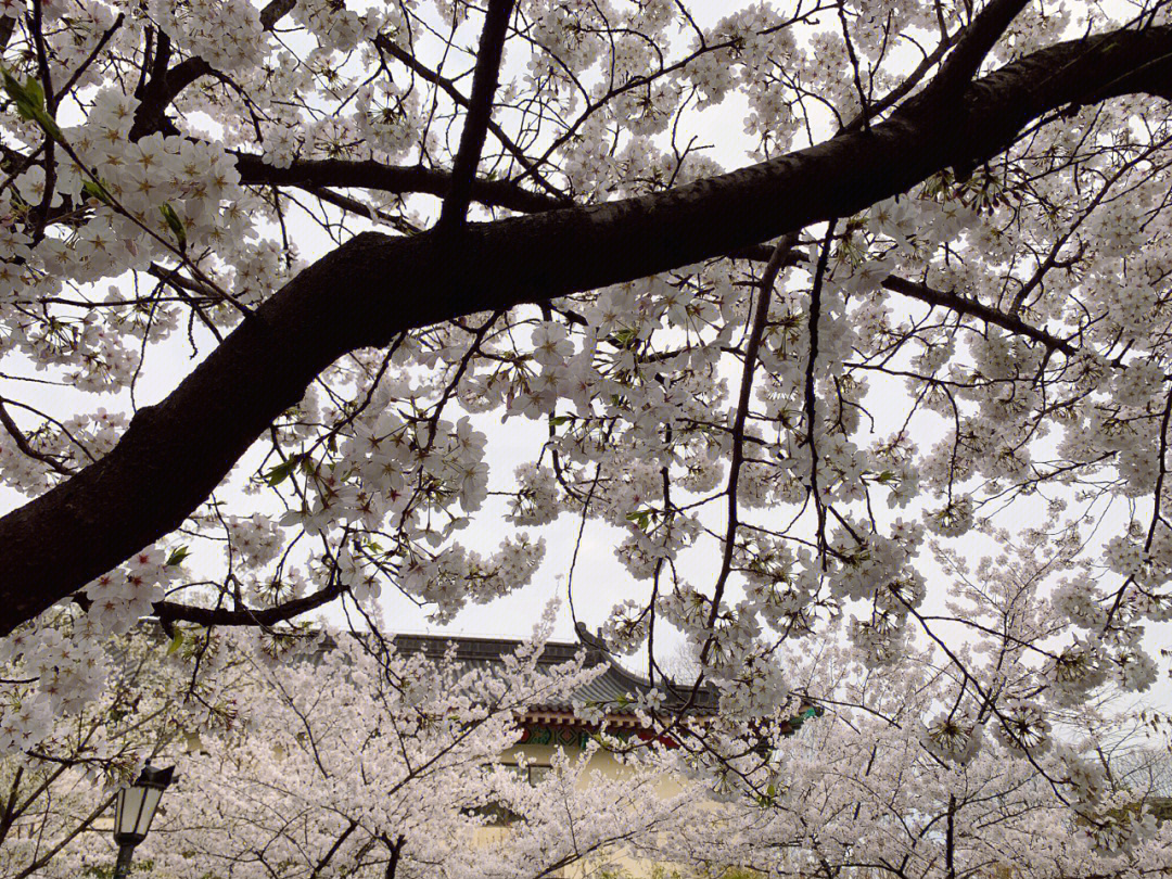 鸡鸣寺赏樱花图片