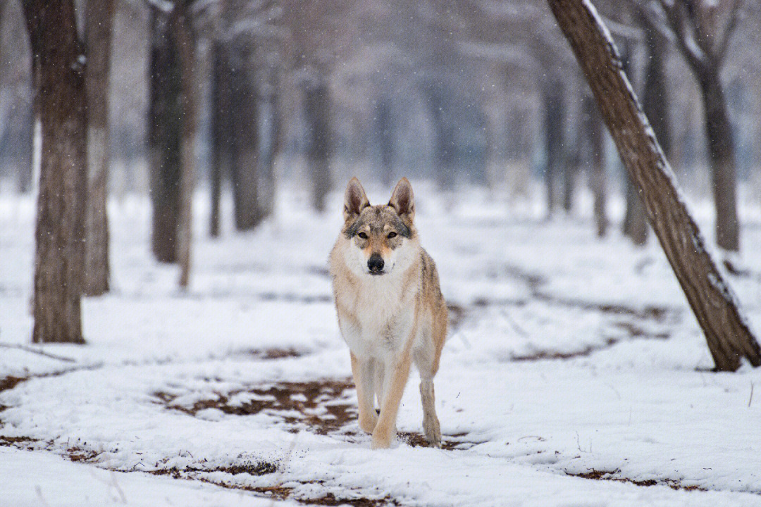 捷克狼犬图片 帅气图片