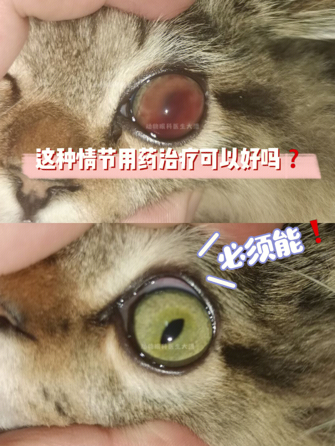 哈哈宠物年龄:   4月龄住       址:   江苏症       状:   眼睛充血