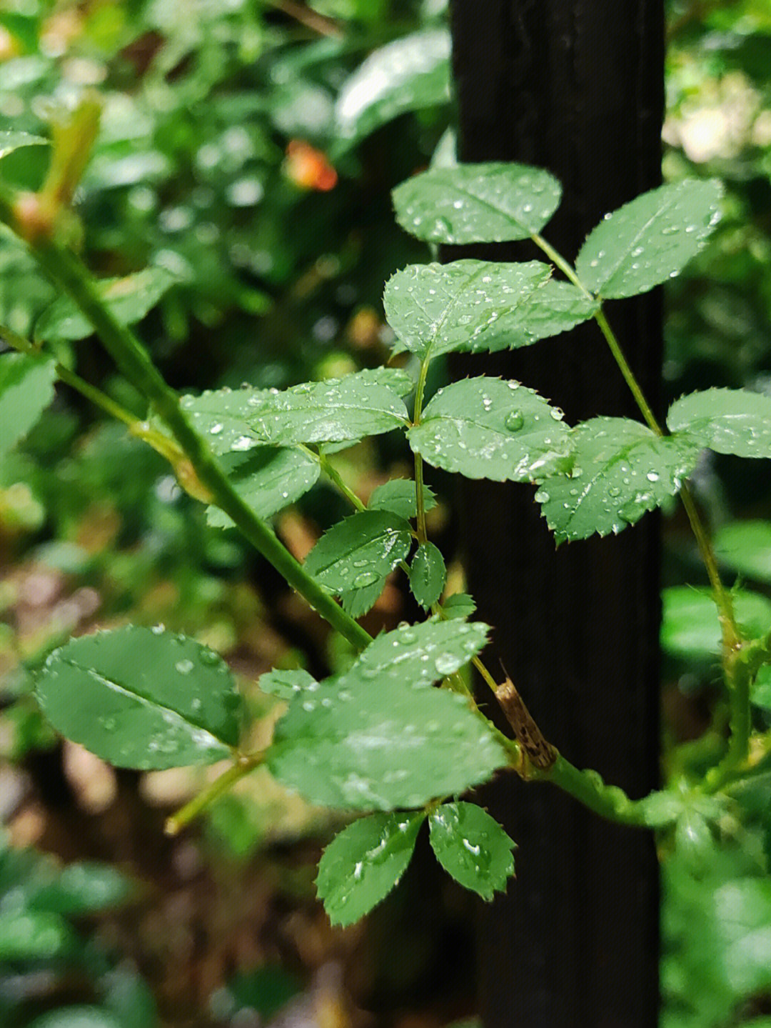 被雨水润泽的植物