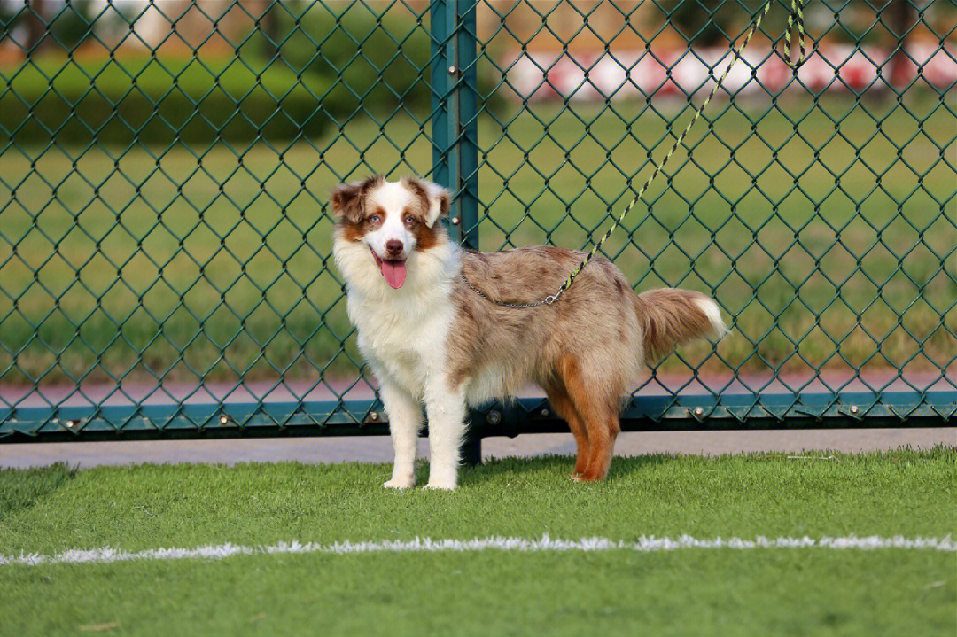 牧犬荣耀简介图片