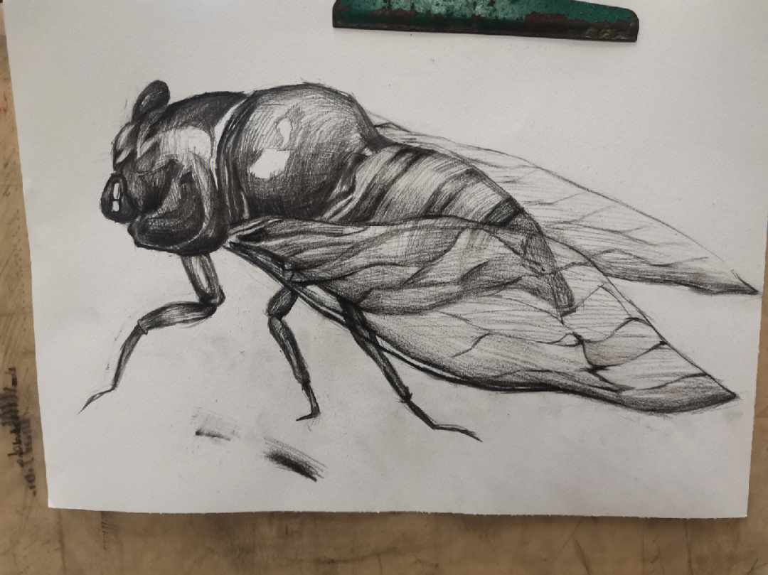水性铅笔画 昆虫图片