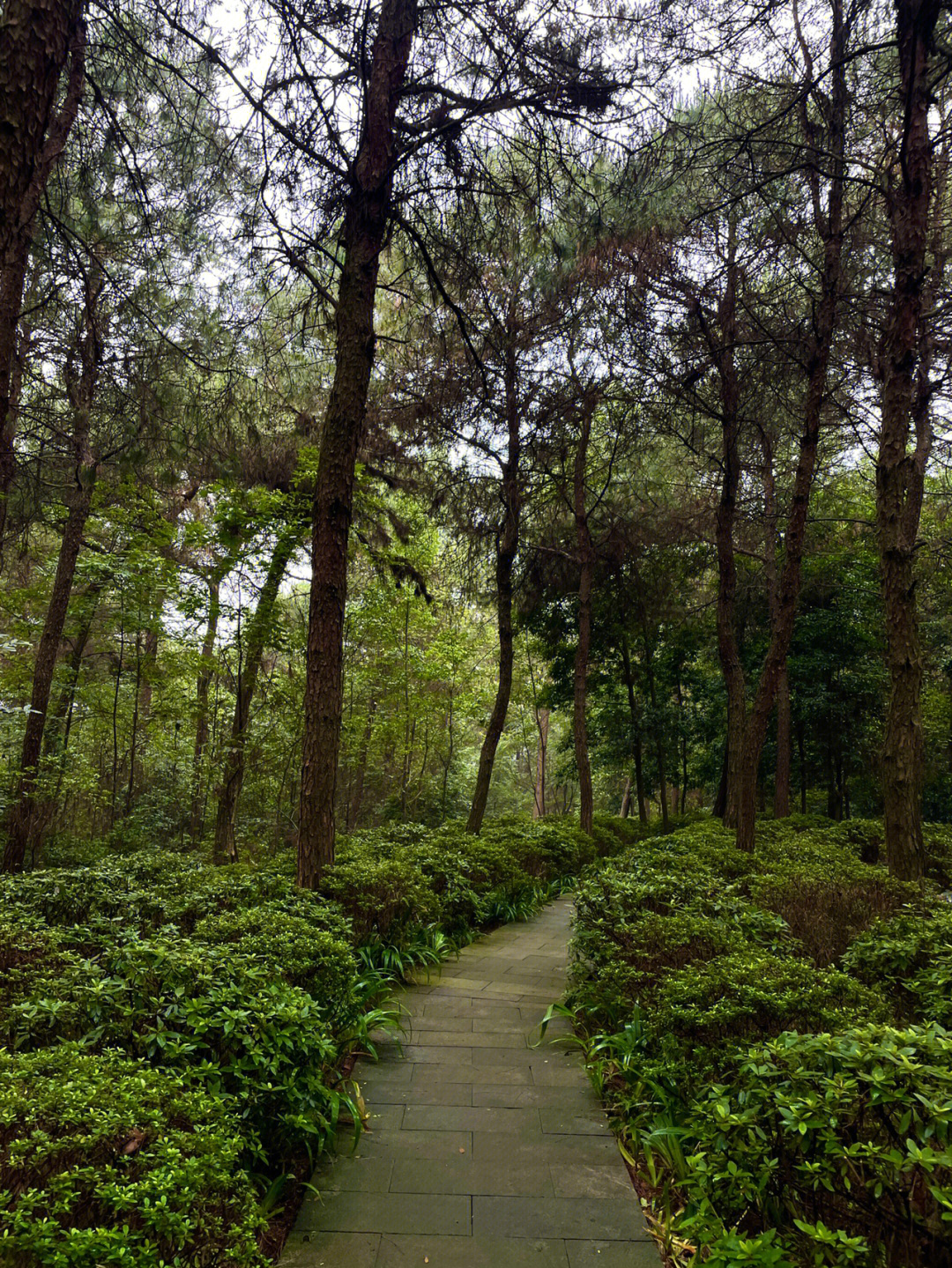 重庆铁山坪玉峰一号图片